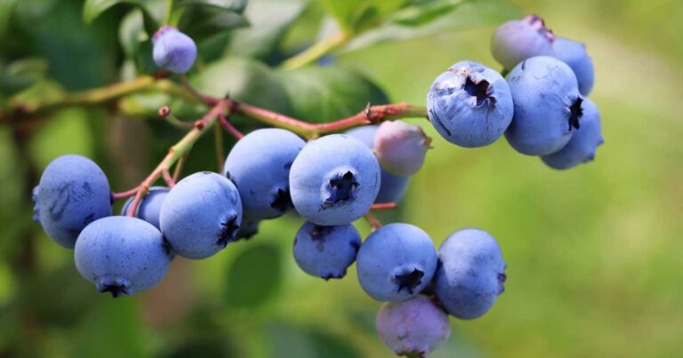 How to Grow Blueberries in Pots and Containers FB2