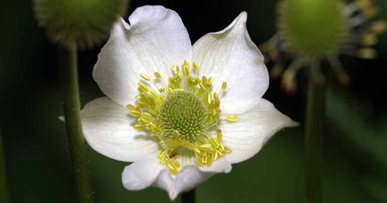 How to Grow Candle Anemones FB