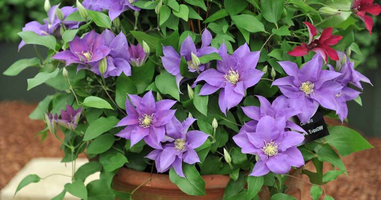 How to Grow Clematis in Containers FB