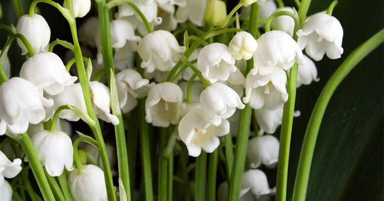 How to Grow Fragrant C. Majalis