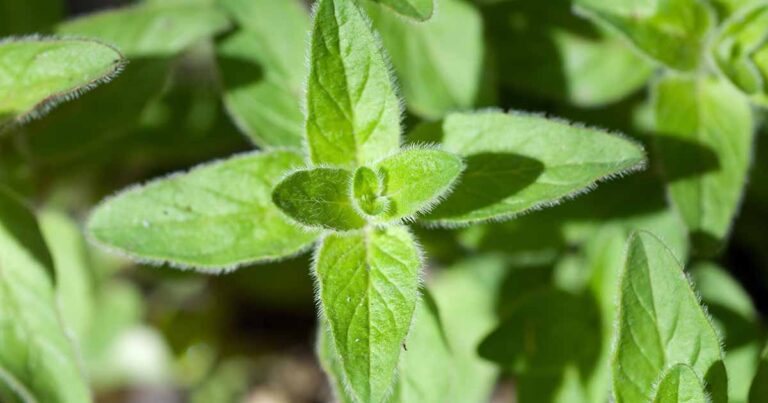 How to Grow Greek Oregano FB