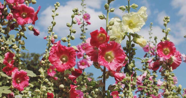 How to Grow Hollyhocks FB