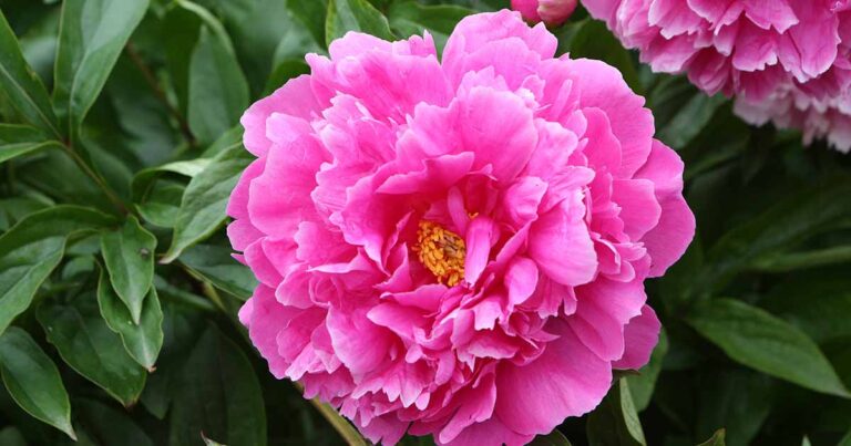 How to Grow Peonies FB