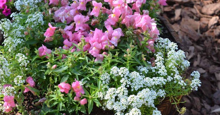 How to Grow Snapdragons in Containers FB