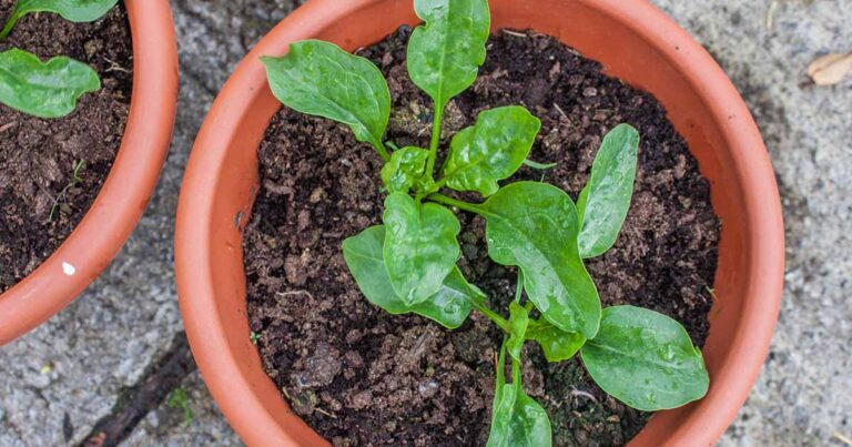How to Grow Spinach in Containers FB