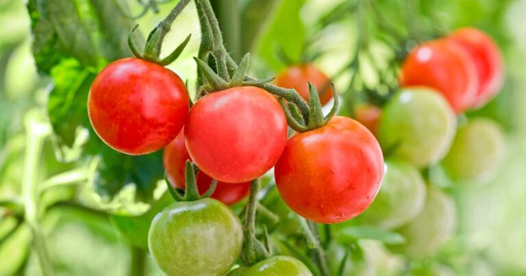 How to Grow Sweeter Tomatoes in Your Garden FB
