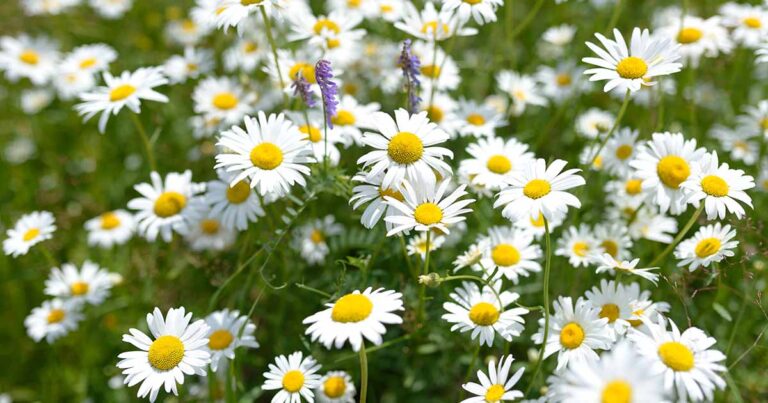 How to Grow a Chamomile Lawn FB