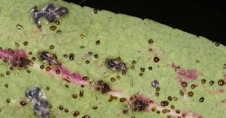 How to Identify and Control Lace Bugs FB 1