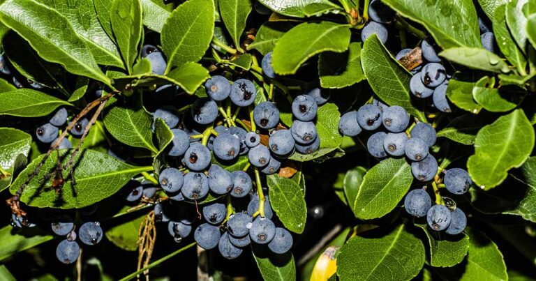 How to Protect Blueberries from Birds FB