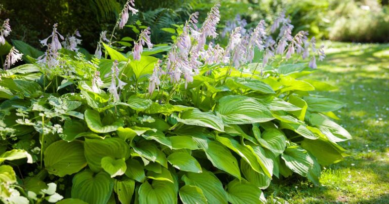 Learn to Divide Hosta Plants FB