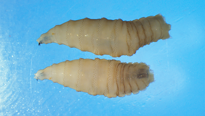 NWS two whole larvae