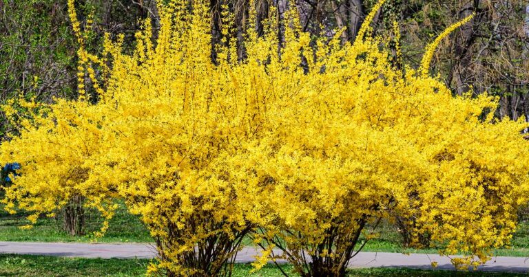Tips for Growing Weeping Forsythia FB