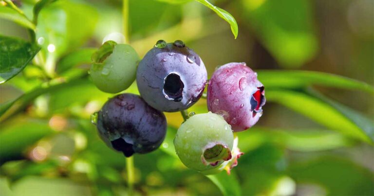 Top Blueberry Varieties to Grow at Home
