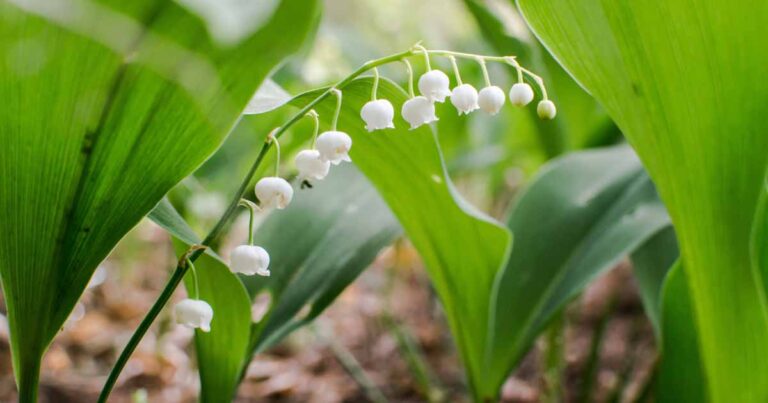 When and How to Divide Lily of the Valley FB