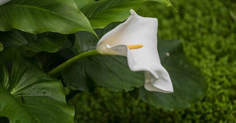 Why Calla Lilies Droop FB